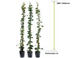 Hedera Hibernica - ivy 175 - 200 cm