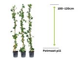 Hedera Hibernica - ivy 100 - 120cm