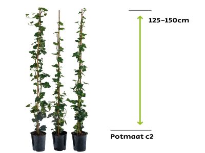 Hedera Hibernica - ivy 125 - 150cm