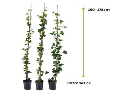 Hedera Hibernica - ivy 150 - 175 cm - 2L