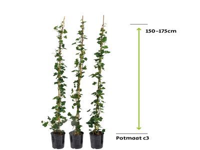 Hedera Hibernica - ivy 150 - 175 cm - 3L