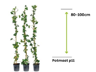 Hedera Hibernica - ivy 80 - 100 cm